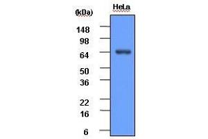 HeLa cell lysate (30 ug) was resolved by SDS-PAGE, transferred to PVDF membrane and probed with anti-human Hsp70 (1:1,000). (HSP70 antibody  (AA 1-641))