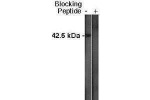 Western blot analysis using Sphingosine Kinase 1 antibody at a dilution of 1:400 on MDBK cell lysate  at 1:75,000. (SPHK1 antibody  (C-Term))
