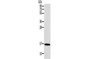 Western Blotting (WB) image for anti-Synuclein, gamma (Breast Cancer-Specific Protein 1) (SNCG) antibody (ABIN2421057) (SNCG antibody)