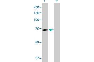 Western Blot analysis of GALC expression in transfected 293T cell line by GALC MaxPab polyclonal antibody. (GALC antibody  (AA 1-669))