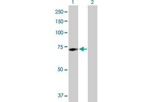 Western Blot analysis of GALC expression in transfected 293T cell line by GALC MaxPab polyclonal antibody.