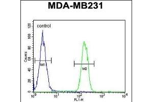 ARG1 Antibody (C-term) (ABIN652925 and ABIN2842593) flow cytometric analysis of MDA-M cells (right histogram) compared to a negative control cell (left histogram). (Liver Arginase antibody  (C-Term))
