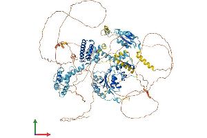 AlphaFold protein structure predicition of Human Recombinant RFC1 Protein, UniprotID P35251