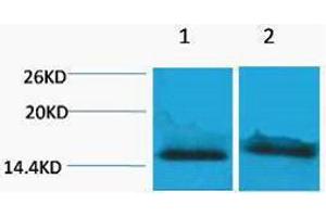 Western Blotting (WB) image for anti-Histone H4 (3meLys59) antibody (ABIN3178807) (Histone H4 antibody  (3meLys59))