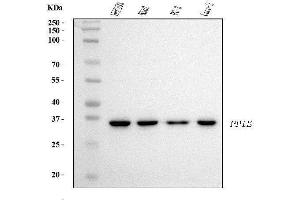 Western blot analysis of Cyclophilin E/PPIE using anti-Cyclophilin E/PPIE antibody (ABIN7599243). (PPIE antibody  (AA 1-301))