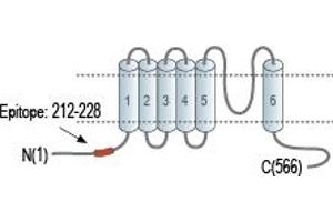 Representative domain view of the target of ABIN7885149.