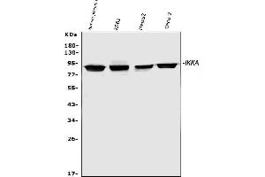 Western blot analysis of IKK alpha using anti-IKK alpha antibody (ABIN3043812).