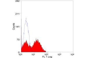 Image no. 1 for anti-Bromodeoxyuridine (BrdU) antibody (ABIN305011) (BrdU antibody)