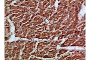 ARTN antibody  (AA 101-150)