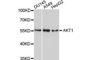 Western blot analysis of extracts of various cells, using AKT1 antibody. (AKT1 antibody)