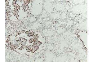 Immunohistochemical analysis of Ficolin-2 in frozen rat kidney tissue using mAb GN4 (Ficolin 2 antibody)