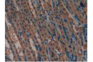 IHC-P analysis of Mouse Stomach Tissue, with DAB staining. (LIFR antibody  (AA 381-485))