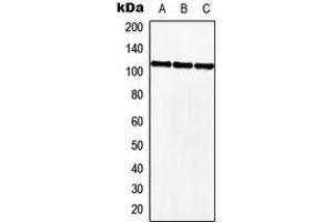 Western blot analysis of MKL2 expression in HEK293T (A), NIH3T3 (B), H9C2 (C) whole cell lysates. (MKL2 antibody  (Center))