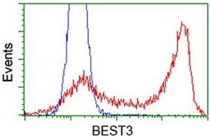 HEK293T cells transfected with either RC218436 overexpress plasmid (Red) or empty vector control plasmid (Blue) were immunostained by anti-BEST3 antibody (ABIN2453917), and then analyzed by flow cytometry. (Bestrophin 3 antibody)