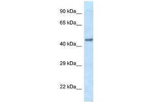 Western Blot showing EIF3F antibody used at a concentration of 1 ug/ml against Fetal Heart Lysate (EIF3F antibody  (C-Term))