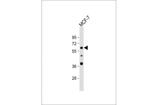 APEX2 antibody  (AA 143-171)