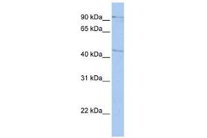 LOC645015 antibody used at 1 ug/ml to detect target protein. (LOC645015 (Middle Region) antibody)