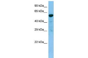 WB Suggested Anti-TACR3 AntibodyTitration: 1. (TACR3 antibody  (C-Term))
