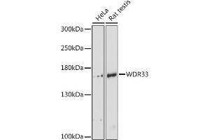 Western blot analysis of extracts of various cell lines, using WDR33 antibody (ABIN6128921, ABIN6150188, ABIN6150190 and ABIN6218494) at 1:3000 dilution. (WDR33 antibody  (AA 1-208))