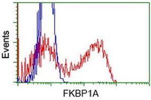 Image no. 4 for anti-FK506 Binding Protein 1A, 12kDa (FKBP1A) antibody (ABIN1498275) (FKBP1A antibody)