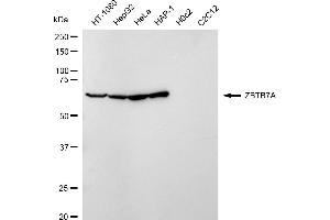 Western blotting analysis using ZBTB7A antibody (ABIN7800891).