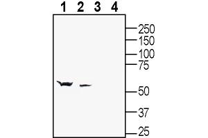 Western blot analysis of rat brain lysate (lanes 1 and 3) and mouse brain lysate (lanes 2 and 4):1-2.