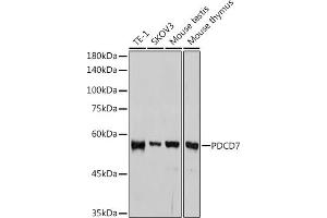 Western blot analysis of extracts of various cell lines, using PDCD7 antibody (ABIN3022039, ABIN3022040, ABIN3022041, ABIN1513274 and ABIN1514421) at 1:1000 dilution. (PDCD7 antibody)