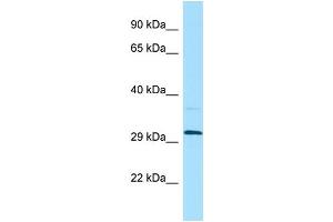 WB Suggested Anti-LILRA5 Antibody Titration: 1.