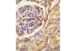 GNAT2 antibody (Center) (ABIN655029 and ABIN2844660) immunohistochemistry analysis in formalin fixed and paraffin embedded human Kidney tissue followed by peroxidase conjugation of the secondary antibody and DAB staining. (GNAT2 antibody  (AA 140-169))