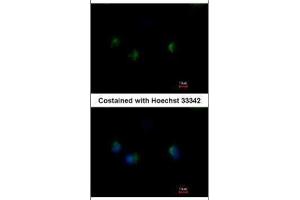 ICC/IF Image Immunofluorescence analysis of methanol-fixed A549, using MST4, antibody at 1:500 dilution. (STK26/MST4 antibody  (C-Term))