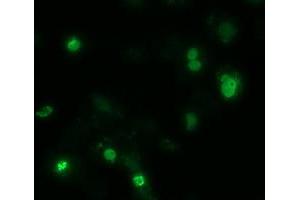 Immunofluorescence (IF) image for anti-Zinc Finger, Imprinted 2 (ZIM2) (AA 1-150), (AA 428-527) antibody (ABIN1490588) (ZIM2 antibody  (AA 1-150, AA 428-527))