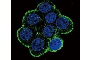 Confocal immunofluorescent analysis of BMPR1A antibody with 293 cells followed by Alexa Fluor 488-conjugated goat anti-rabbit lgG (green). (BMPR1A antibody  (AA 21-51))