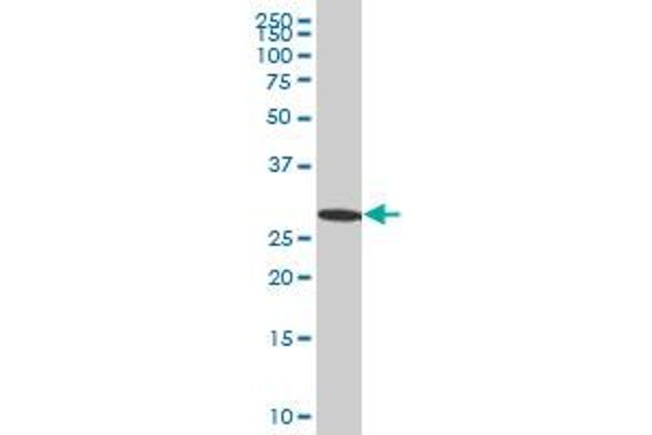 EFHD1 antibody  (AA 168-238)