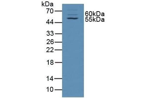 alpha Taxilin antibody  (AA 1-234)