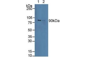 Figure. (Calnexin antibody  (AA 239-461))