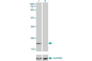 Western Blotting (WB) image for anti-Multiple Coagulation Factor Deficiency 2 (MCFD2) (AA 1-146) antibody (ABIN566639)