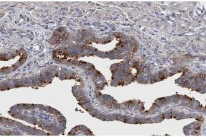 ABIN6267299 at 1/200 staining human Fallopian tube sections by IHC-P.
