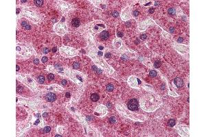 Anti-DYNLL1 antibody IHC of human liver. (DYNLL1 antibody  (N-Term))