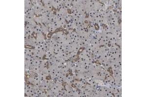 Immunohistochemical staining of human pancreas with FAM219A polyclonal antibody  shows ditinct positivity in intercalated ducts.