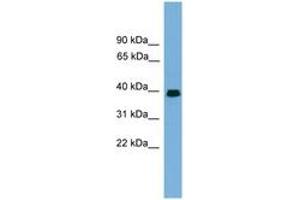 Image no. 1 for anti-Angiopoietin-Like 7 (ANGPTL7) (AA 107-156) antibody (ABIN6746308) (ANGPTL7 antibody  (AA 107-156))