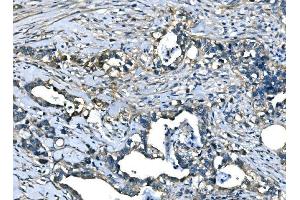 anti-Atlastin GTPase 1 (ATL1) (Middle Region) antibody