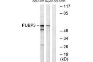 Western blot analysis of extracts from COLO/HepG2 cells, using FUBP3 Antibody. (FUBP3 antibody  (AA 201-250))