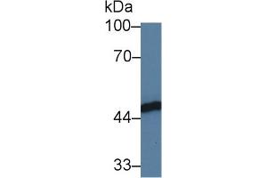 Detection of FKBPL in Human HL60 cell lysate using Polyclonal Antibody to FK506 Binding Protein Like Protein (FKBPL) (FKBPL antibody  (AA 1-349))