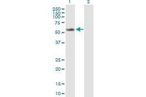 Western Blot analysis of CYP2E1 expression in transfected 293T cell line by CYP2E1 MaxPab polyclonal antibody. (CYP2E1 antibody  (AA 1-493))