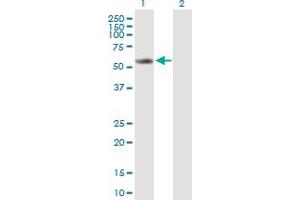 Western Blot analysis of CYP2E1 expression in transfected 293T cell line by CYP2E1 MaxPab polyclonal antibody.