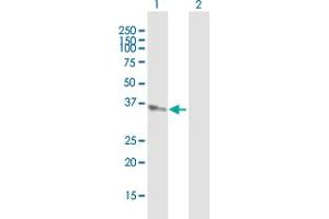 Western Blot analysis of AKR1C4 expression in transfected 293T cell line by AKR1C4 MaxPab polyclonal antibody. (AKR1C4 antibody  (AA 1-323))