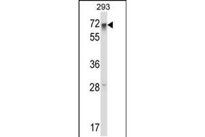 Western blot analysis in 293 cell line lysates (35ug/lane). (RFX5 antibody  (AA 237-266))