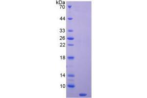 SDS-PAGE analysis of Mouse Thymosin beta 4 Protein.