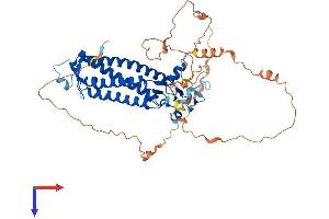 AlphaFold protein structure predicition of Human Recombinant ZDHHC1 Protein, UniprotID Q8WTX9