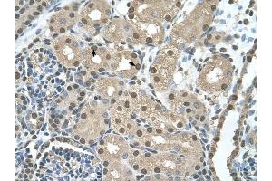 SBDS antibody was used for immunohistochemistry at a concentration of 4-8 ug/ml to stain Epithelial cells of renal tubule (arrows) in Human Kidney. (SBDS antibody  (N-Term))